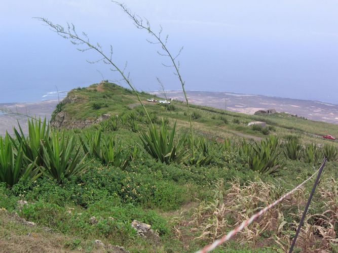 Beverage, Agaves, dzipi, Atlantic